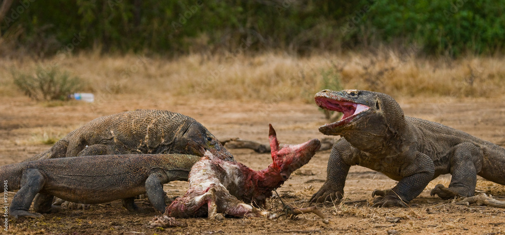 Obraz premium Komodo dragons eat their prey. Indonesia. Komodo National Park. An excellent illustration.