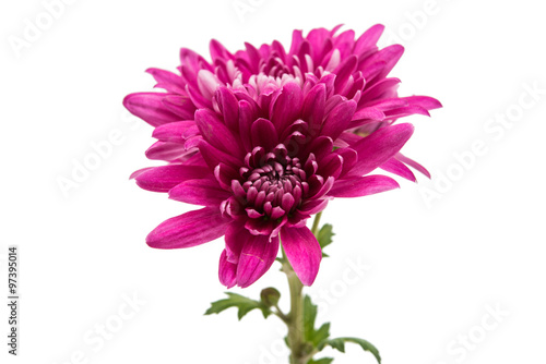 chrysanthemum