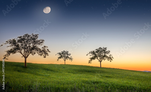 Evening on a meadow photo