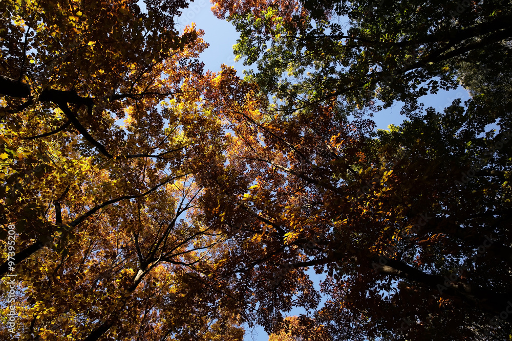 Autumn sky and golden-leaved trees