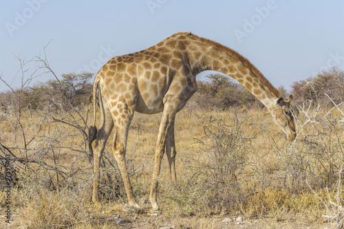 Giraffe in the Etosha N.P.  Namibia