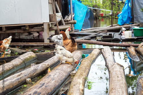 Chickens on Floating Logs