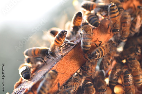 pszczoły na plastrze miodu #97397641