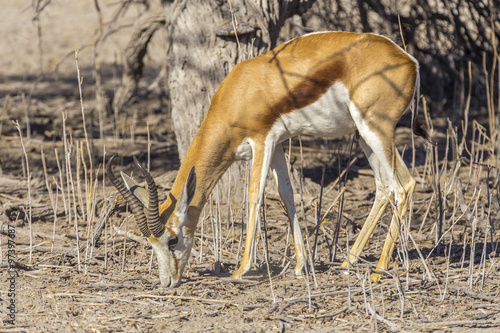 Springbok in Namibia