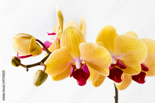 Fototapeta Naklejka Na Ścianę i Meble -  Beautiful yellow orchid on the white background.