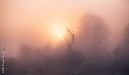 Foggy spring sunrise