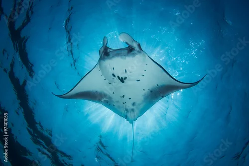 Obraz Manta Ray - Manta alfredi - pływa pod słońcem tworząc zaćmienie. Podjęte w Parku Narodowym Komodo, Indonezja.