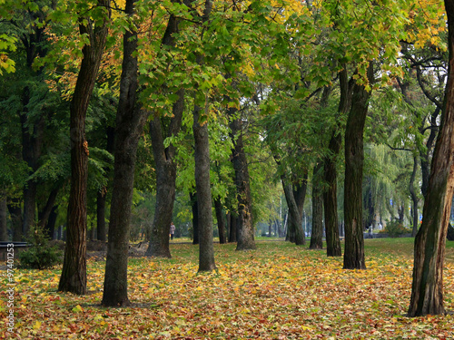 Autumn park with trees and yellow leaves