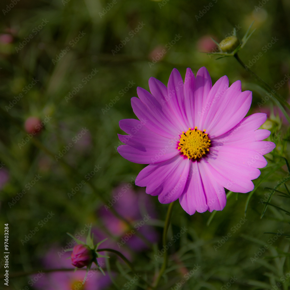 Obraz premium コスモス