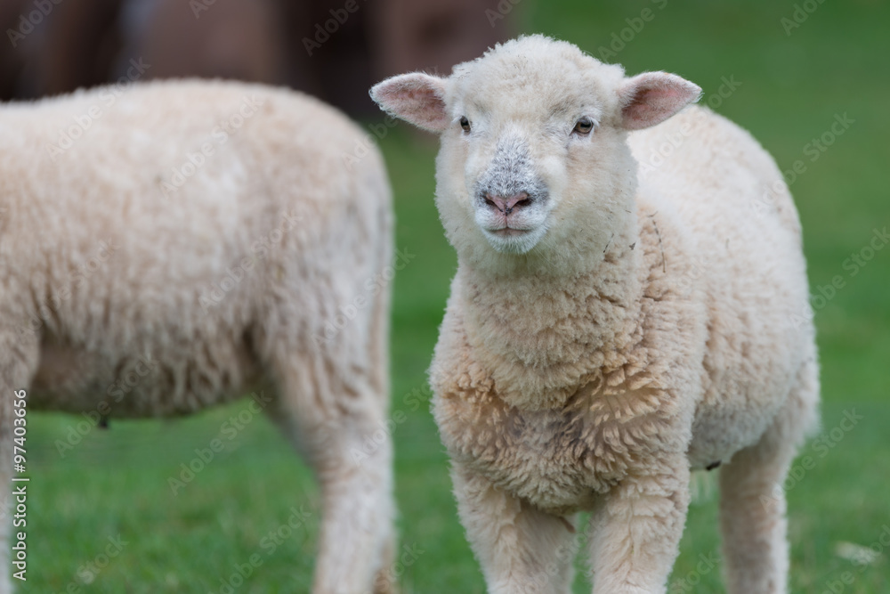 Lamb in a field Lamb in a field