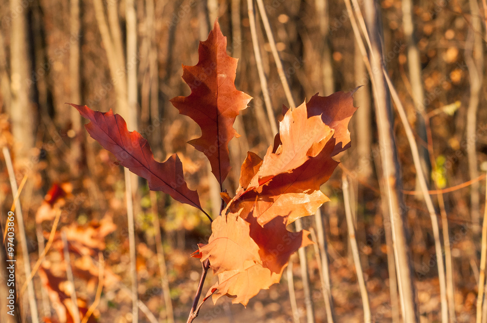 Obraz premium oak leaf on a tree in autumn