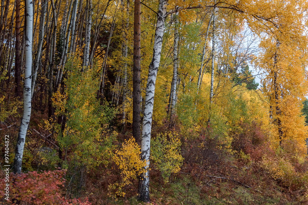 The autumn wood on Tserkovk's the mountain