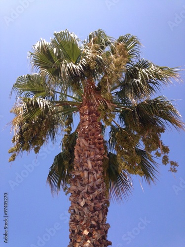 Wallpaper Mural palm tree and blue skies Torontodigital.ca
