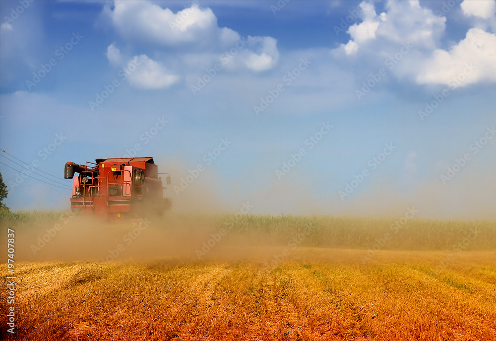 Naklejka premium Combine harvesting wheat