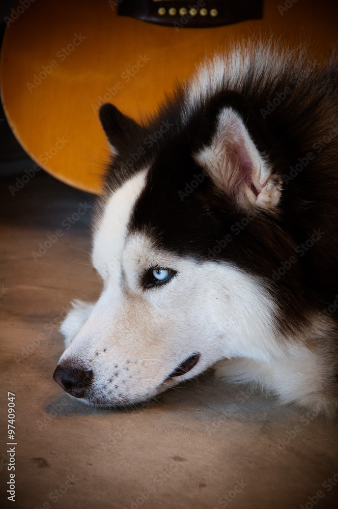 Obraz premium Siberian Husky