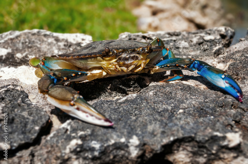 Blue Caribbean crab on top of rock closeup  photo