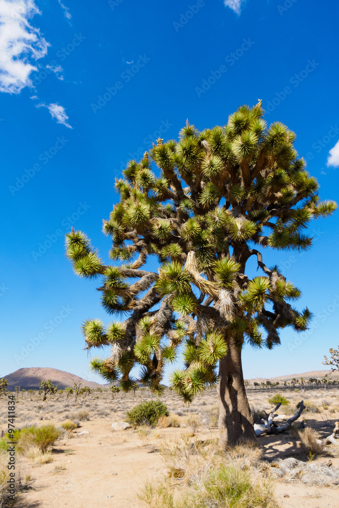 joshua tree, Joshua Tree National Park, CA USA joshua tree, Joshua Tree National Park, CA USA