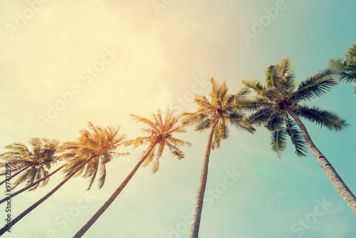 Vintage nature photo of coconut palm tree in seaside tropical coast