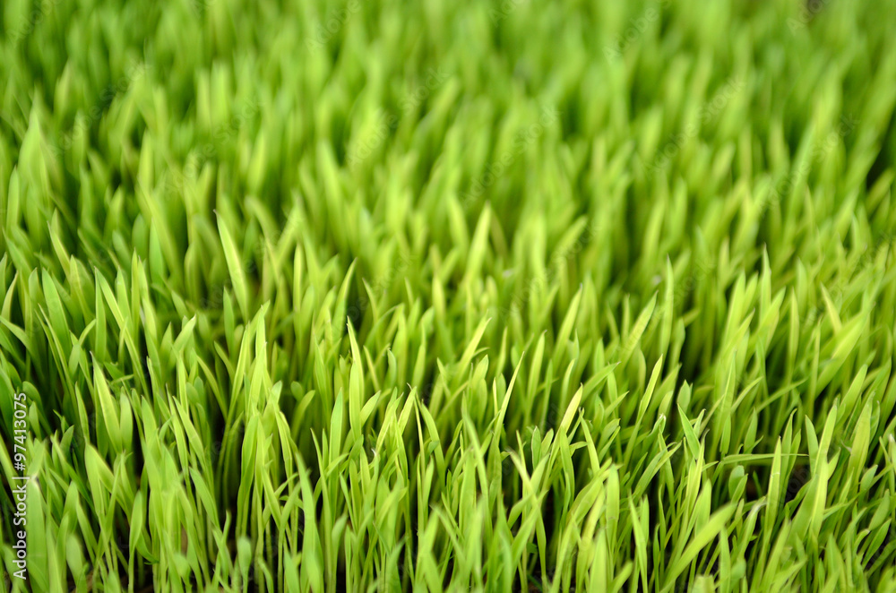 Obraz premium Wheat Grass..