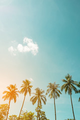 Wandcirkels Palmboom Kokospalm aan tropische kust vintage  © jakkapan
