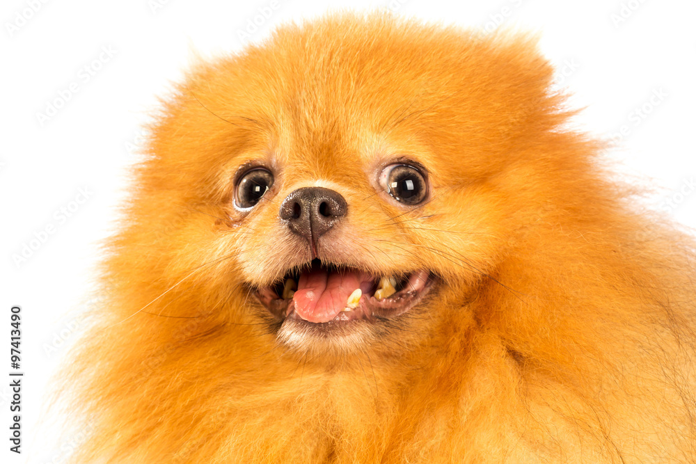 pomeranian dog