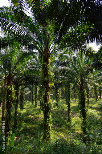 Palm Oil Plantation..