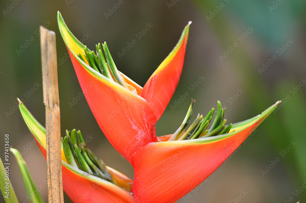 Obraz premium Close-up flower ..