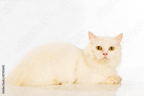White cat Chinchilla on white background