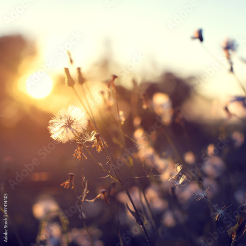 evening autumn nature background  beautiful meadow dandelion flowers in field on orange sunset. vintage filter effect  selective focus point  shallow depth of field