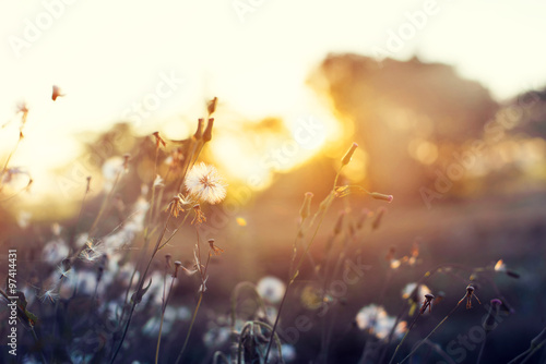Fototapeta Naklejka Na Ścianę i Meble -  Nature background of beautiful meadow dandelion flowers in field on orange sunset. vintage filter effect, selective focus point, shallow depth of field
