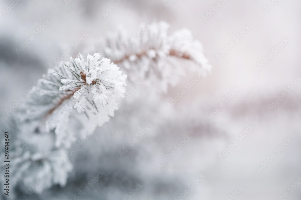 fir branches covered with frost and snow