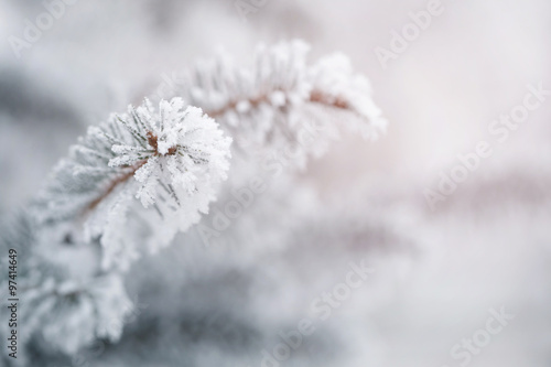 fir branches covered with frost and snow © GCapture
