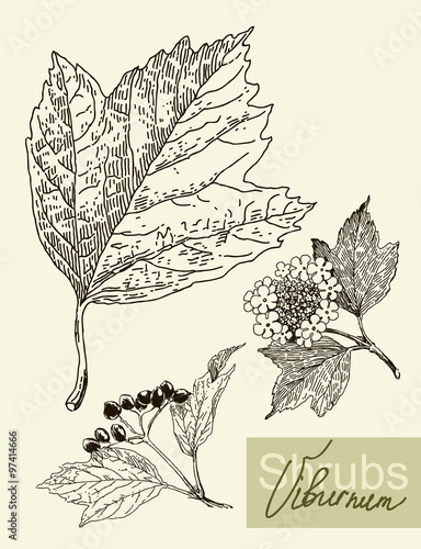 Vector leaves, flowers and fruits of the viburnum.