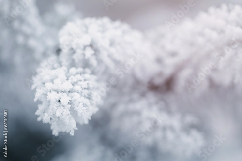fir branches covered with frost and snow