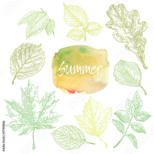 Collection of highly detailed hand drawn leaves isolated on white background