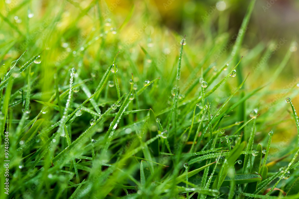 drops of dew on a green grass drops of dew on a green grass