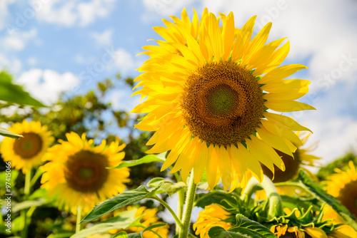 Bright yellow sunflower over blue sky