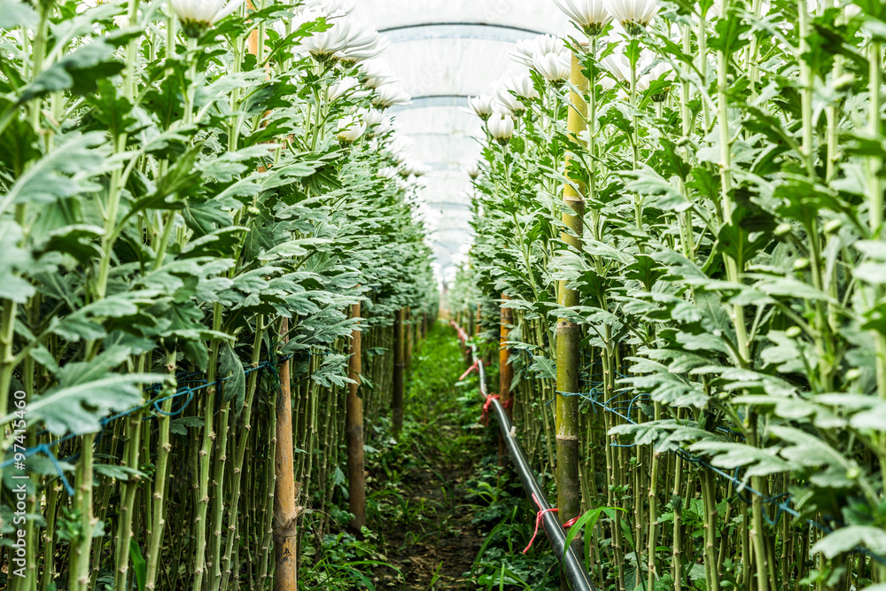 Obraz premium Chrysanthemum farm on Doi Inthanon mountain in Chiang Mai, Thail
