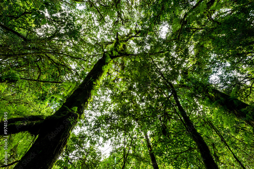 Naklejka premium Rainforest at Inthanon Mountain, Chiang Mai, Thailand