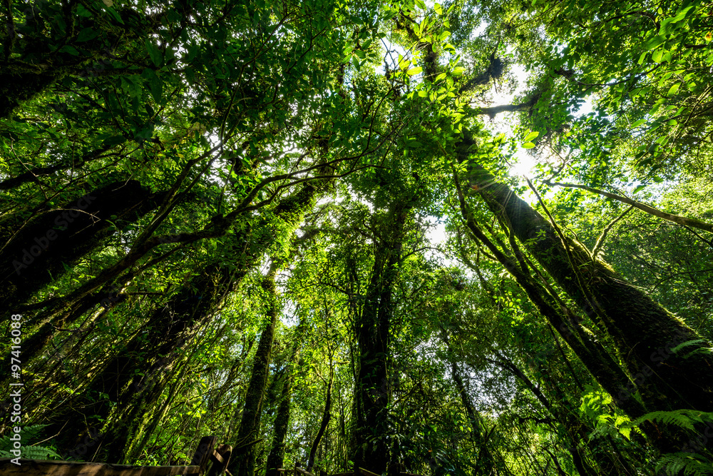 Rainforest at Inthanon Mountain, Chiang Mai, Thailand Rainforest at Inthanon Mountain, Chiang Mai, Thailand