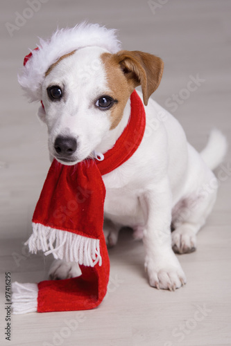 Cute jack russel terrier puppy in santa Claus dress. © artbalance