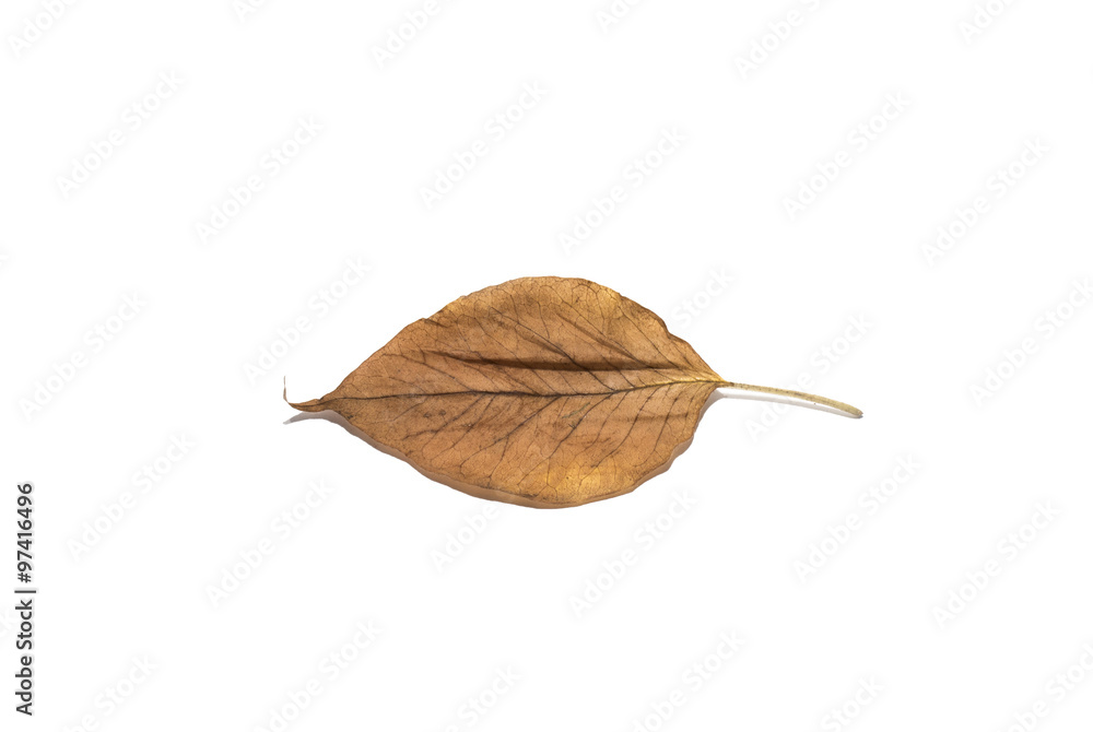 Leaf Isolated on White Leaf Isolated on White
