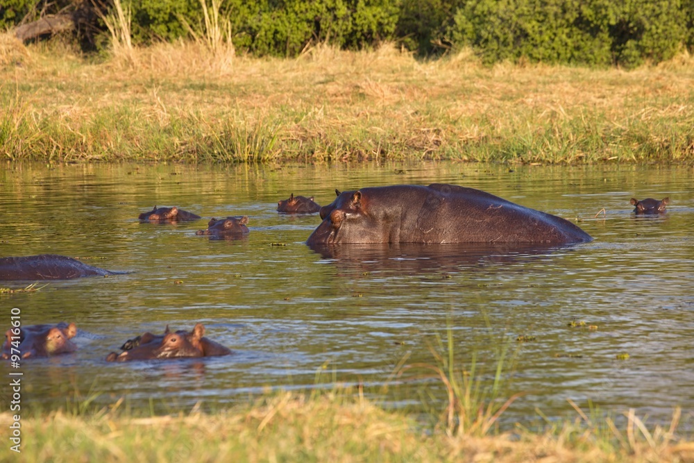 Hippopotamus, Hippopotamus amphibius,Okavango, Botswana Hippopotamus, Hippopotamus amphibius,Okavango, Botswana