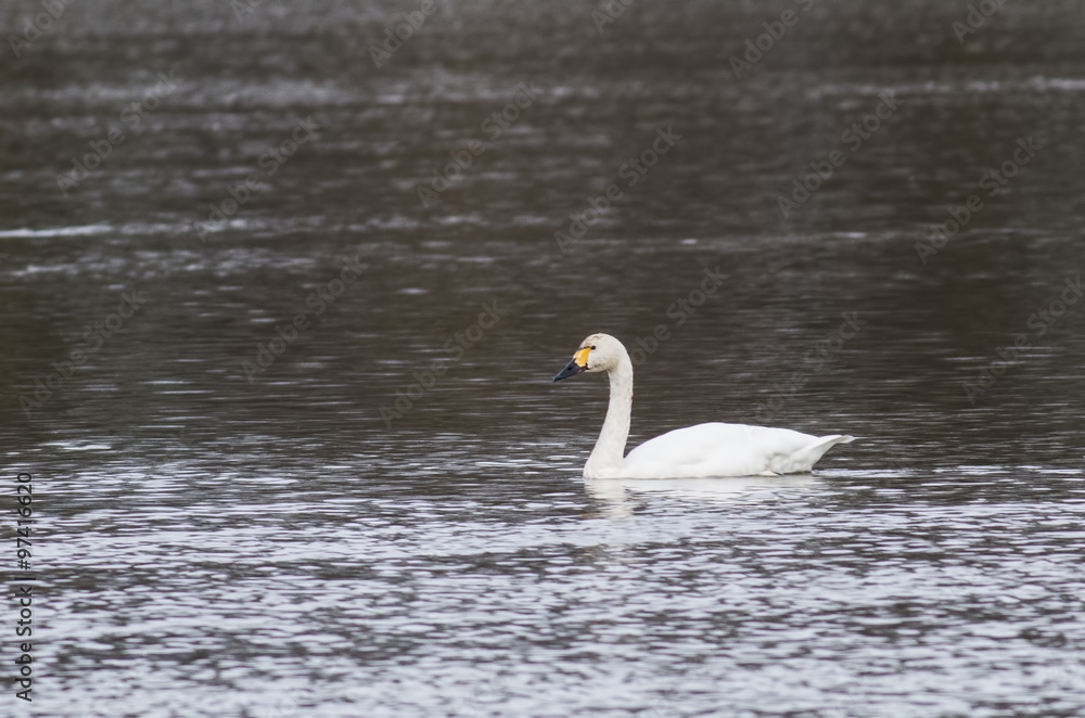 Bewick's Swan