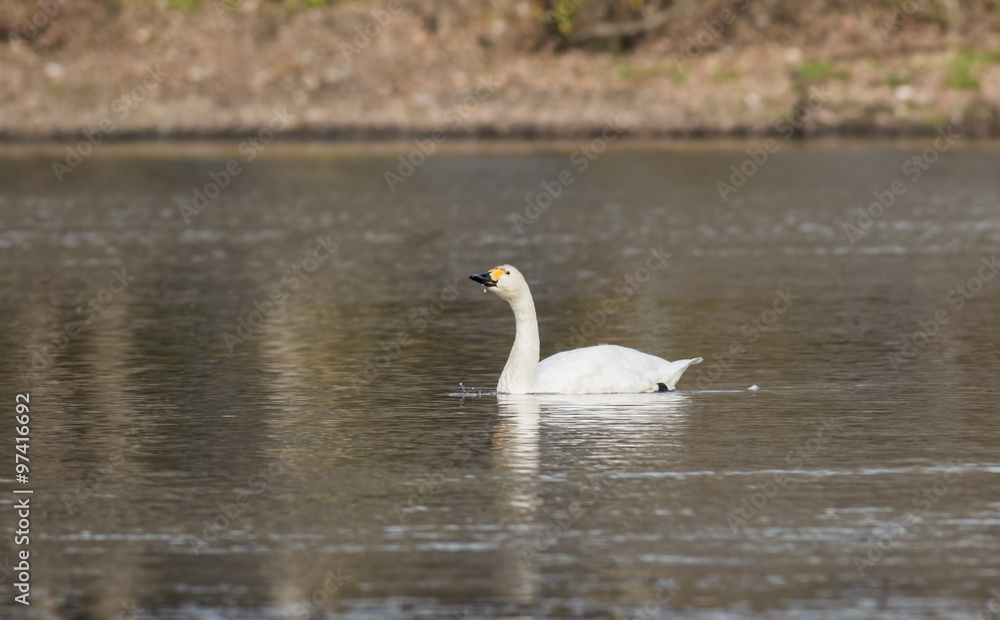 Obraz premium Tundra Swan (Cygnus columbianus)