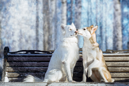 Husky's love photo