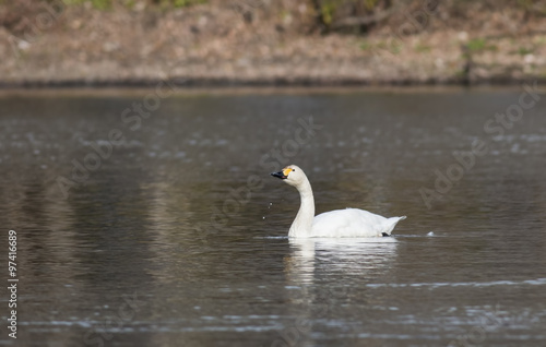 Tundra Swan (Cygnus columbianus)