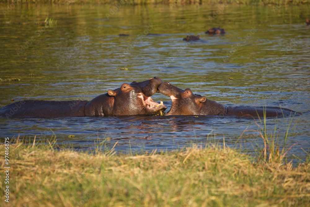 fights young Hippopotamus, Hippopotamus amphibius,Okavango, Botswana fights young Hippopotamus, Hippopotamus amphibius,Okavango, Botswana