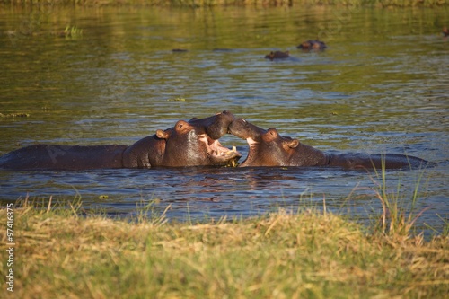 fights young Hippopotamus  Hippopotamus amphibius Okavango  Botswana