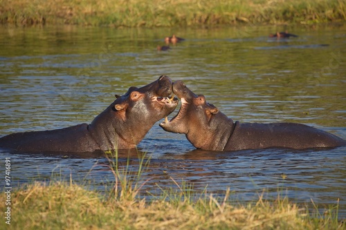 fights young Hippopotamus, Hippopotamus amphibius,Okavango, Botswana